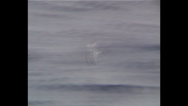 Antarctic Prion - ML648424202