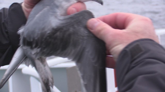 Antarctic Prion - ML648424350