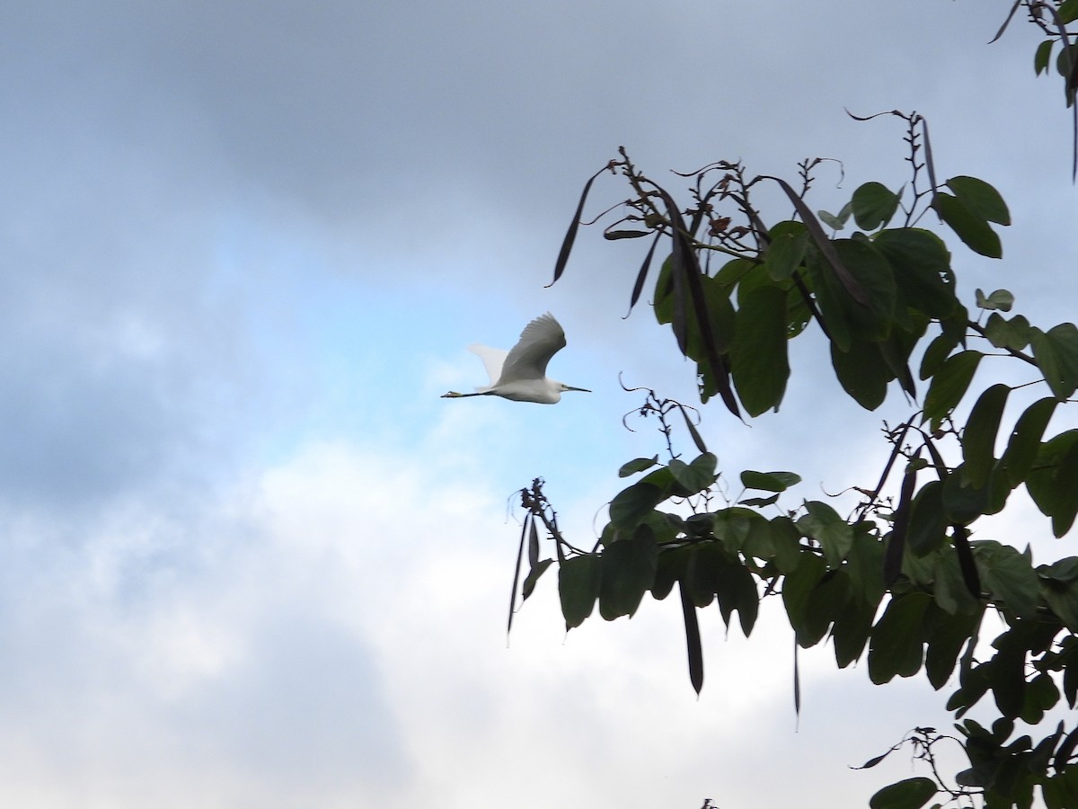 Seidenreiher - ML648424479