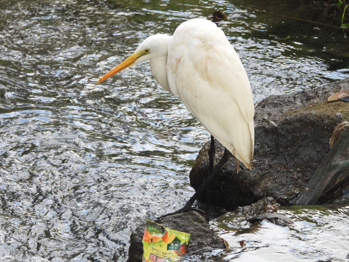 Asienmittelreiher - ML648424602