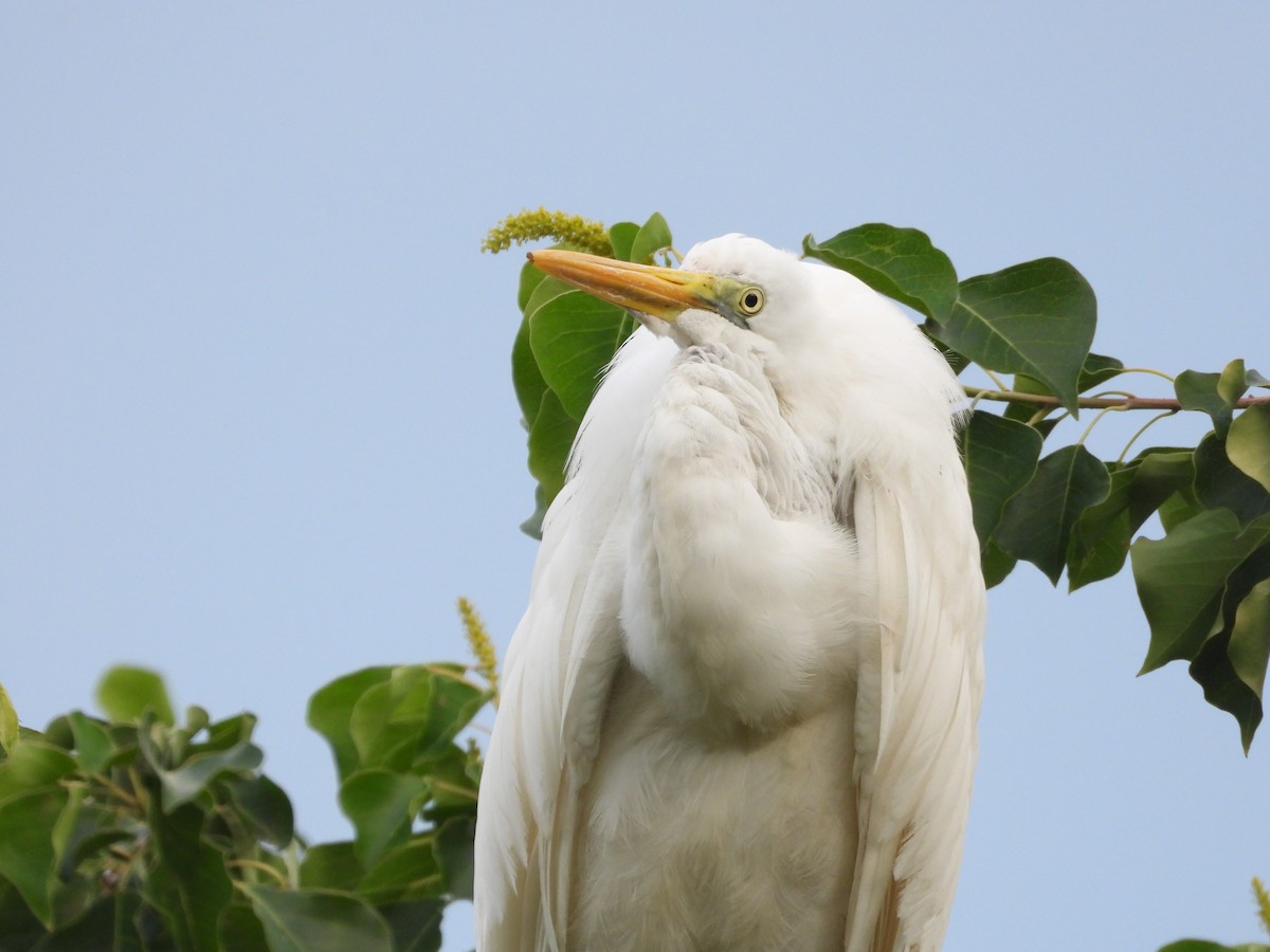 Asienmittelreiher - ML648424603