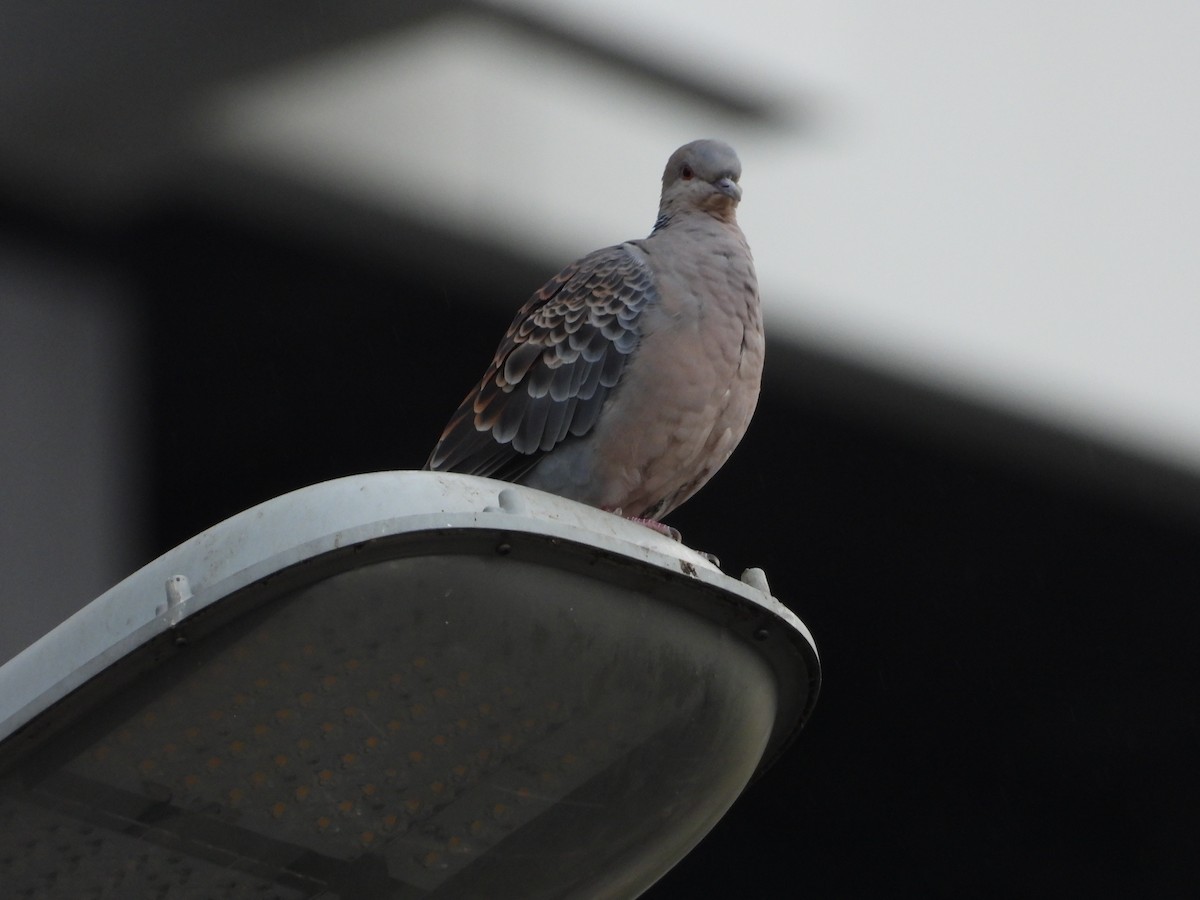 Orientturteltaube - ML648424665