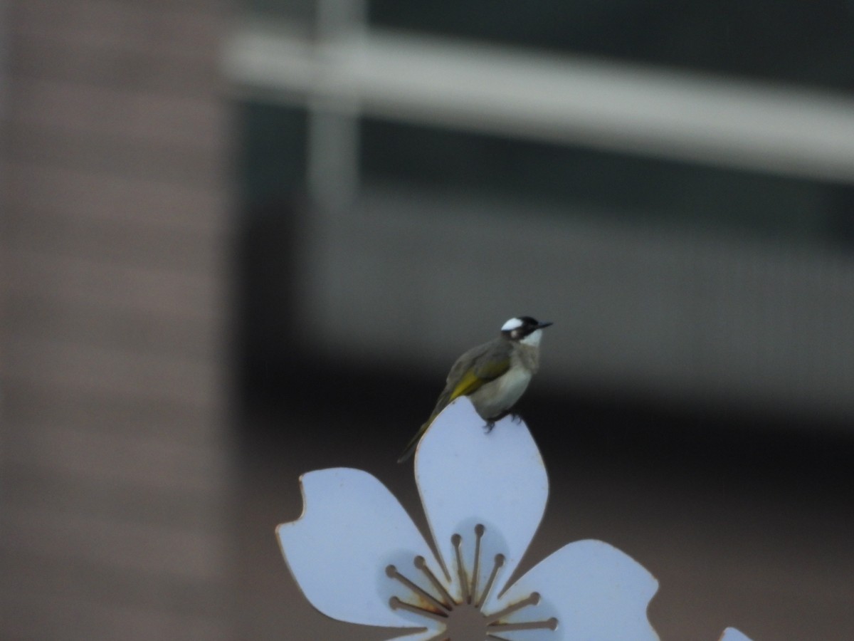 Chinabülbül - ML648424745