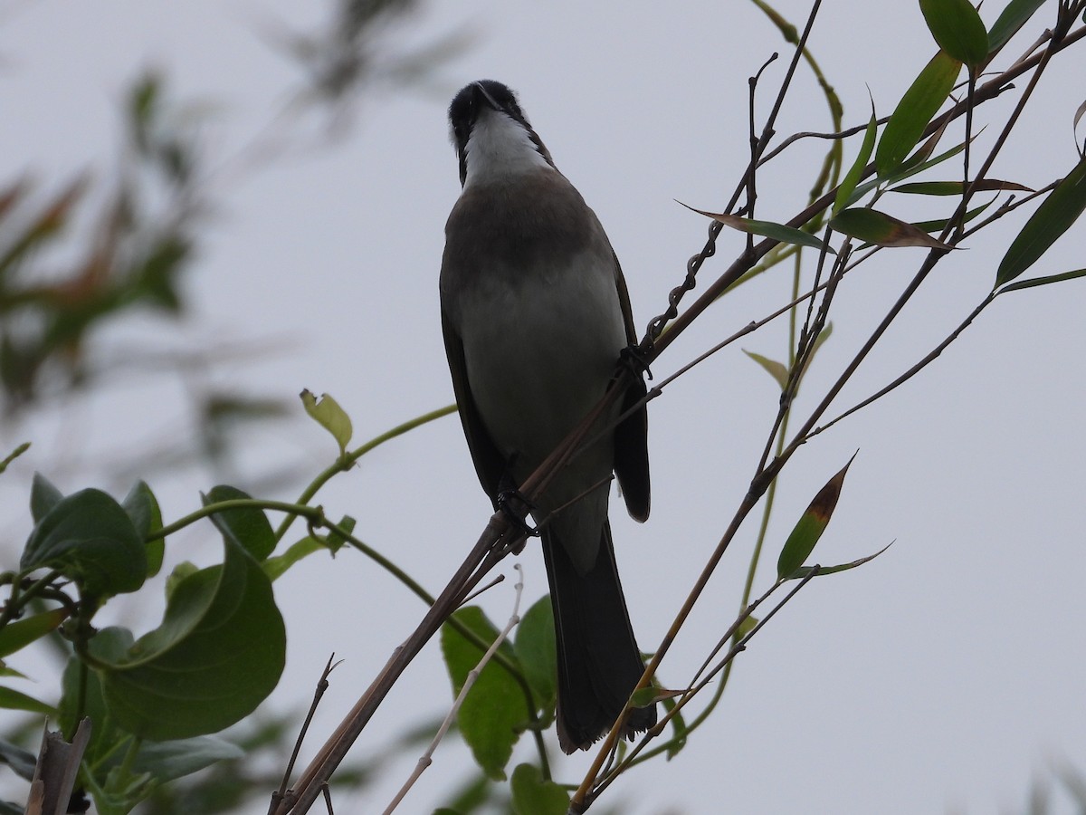 Chinabülbül - ML648424746