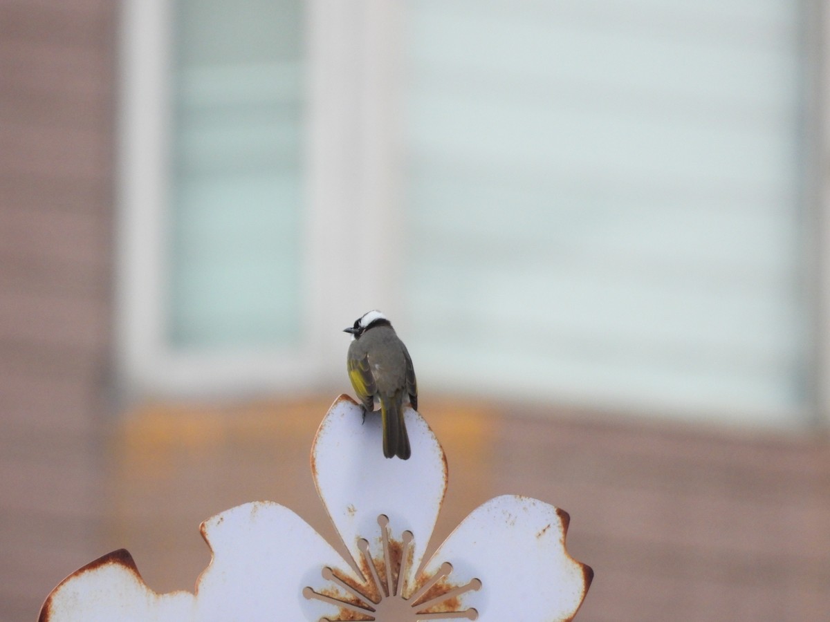 Chinabülbül - ML648424747