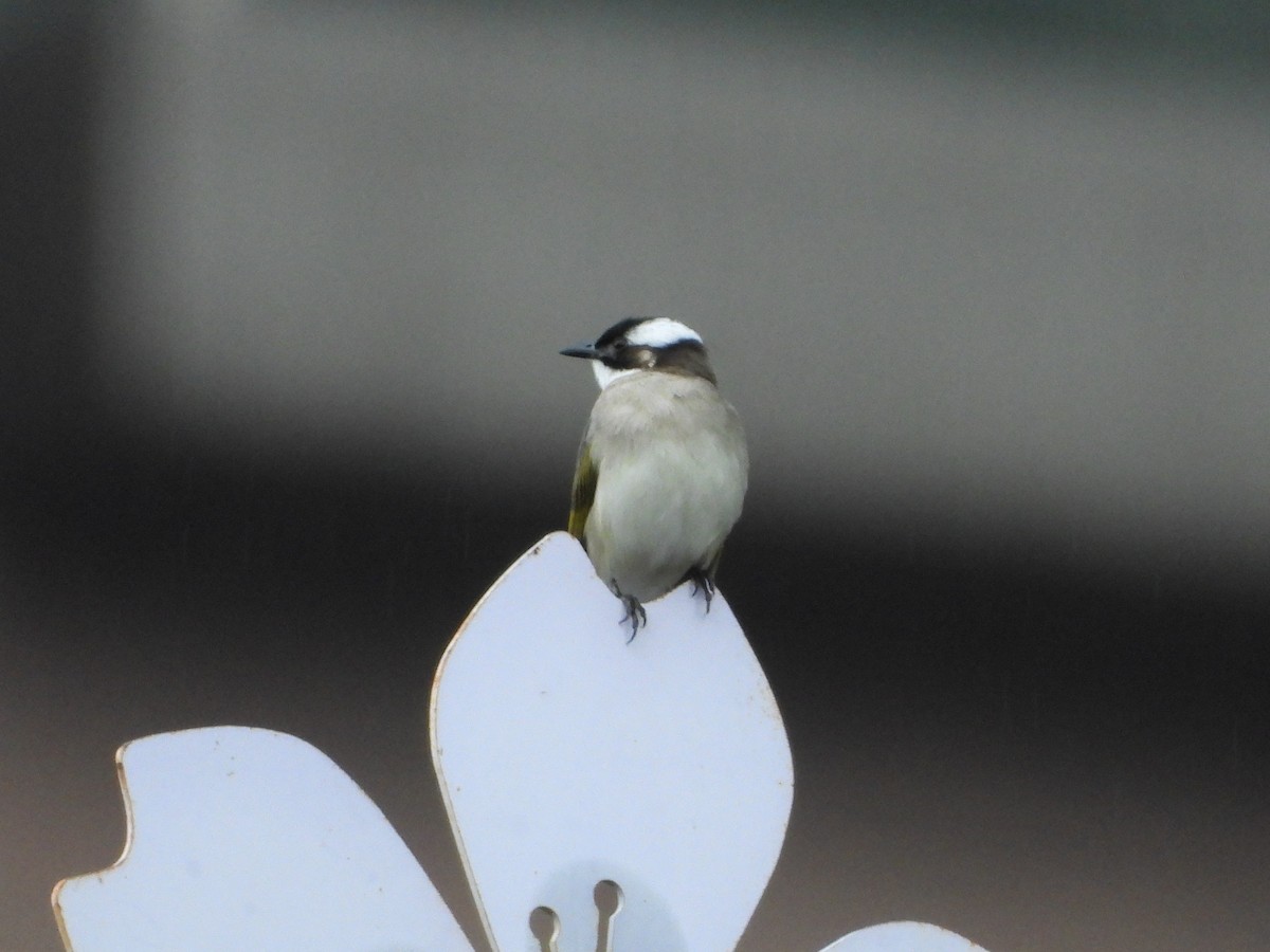 Chinabülbül - ML648424748