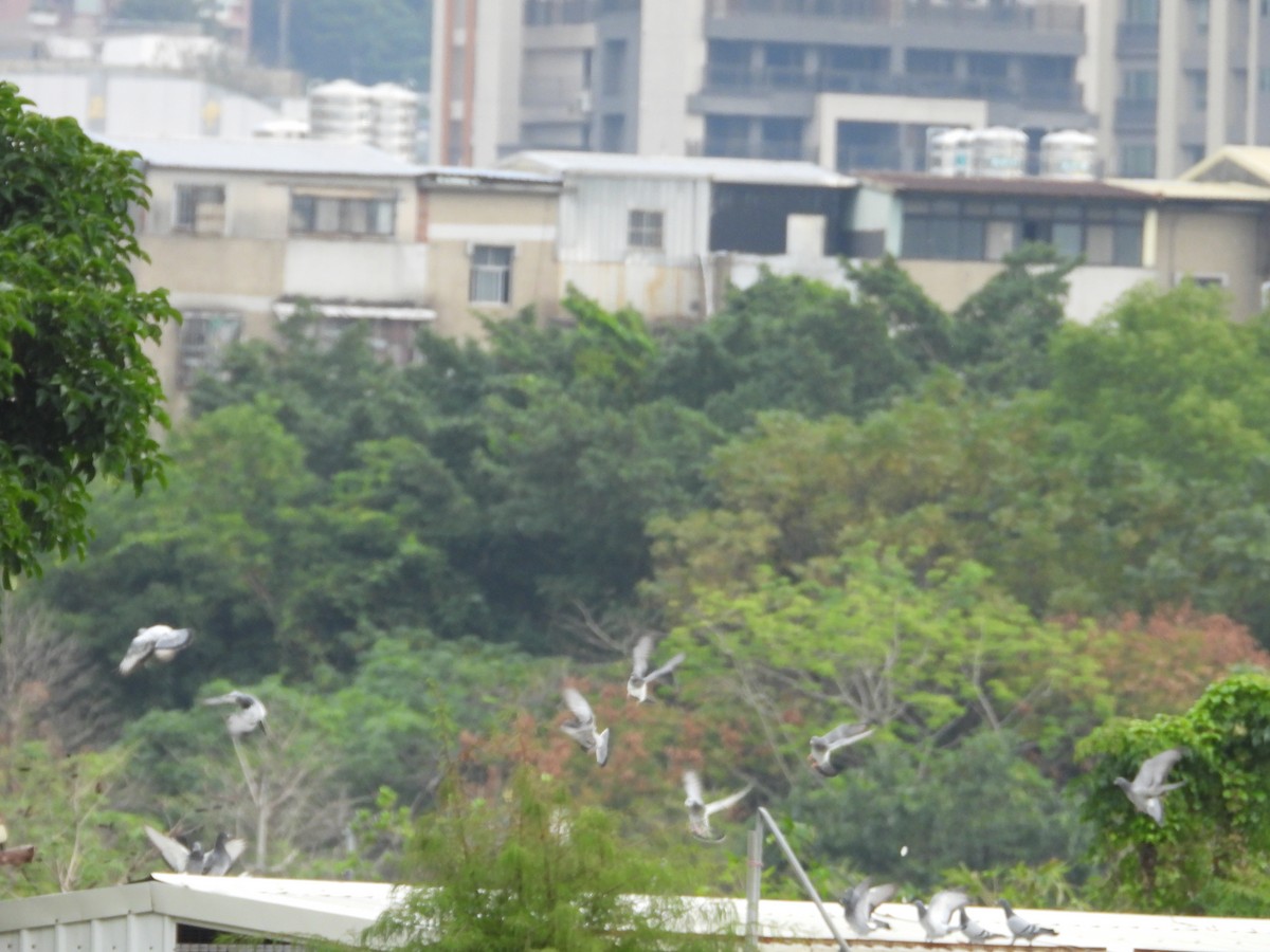 Felsentaube (Straßentaube) - ML648424828