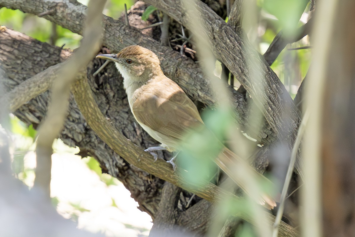 Terrestrial Brownbul - ML648424932