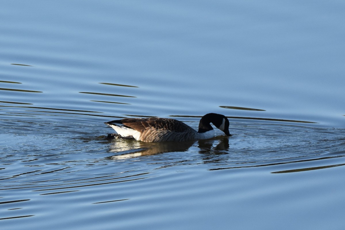 Bernache du Canada - ML648424933