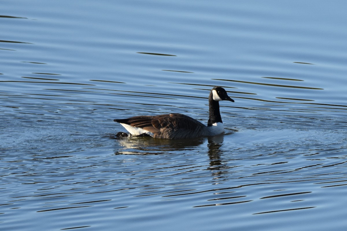 Bernache du Canada - ML648424935