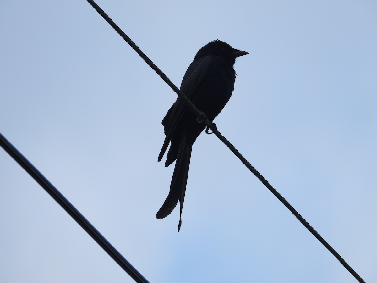 Königsdrongo - ML648424995