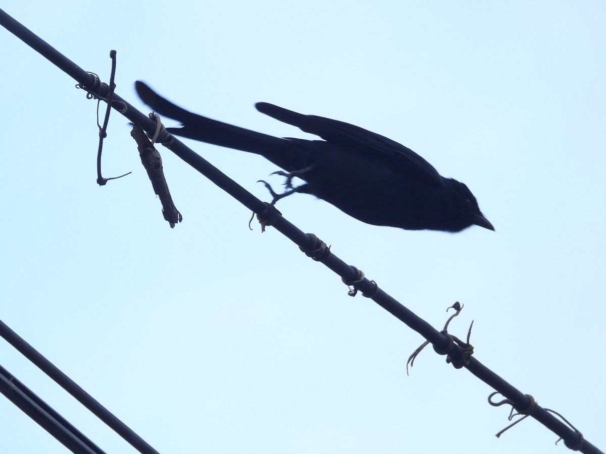 Königsdrongo - ML648424996