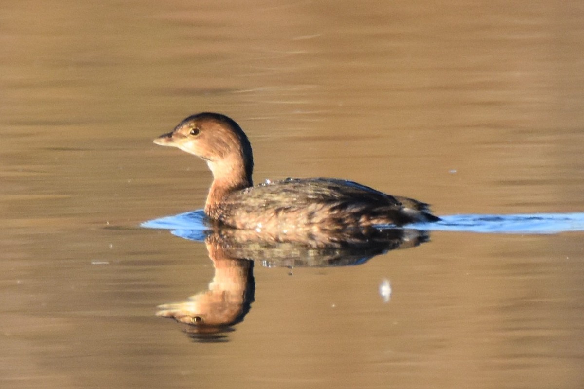 Grèbe à bec bigarré - ML648425078