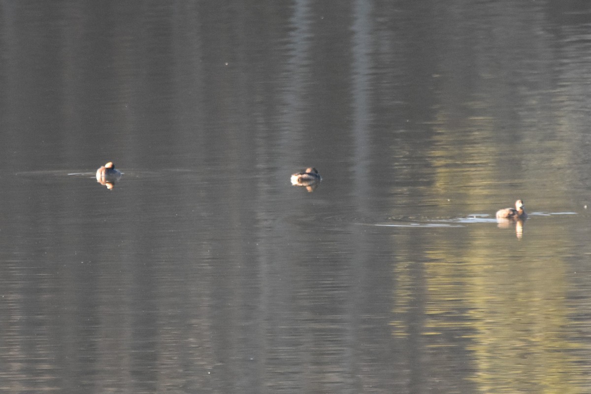 Grèbe à bec bigarré - ML648425079