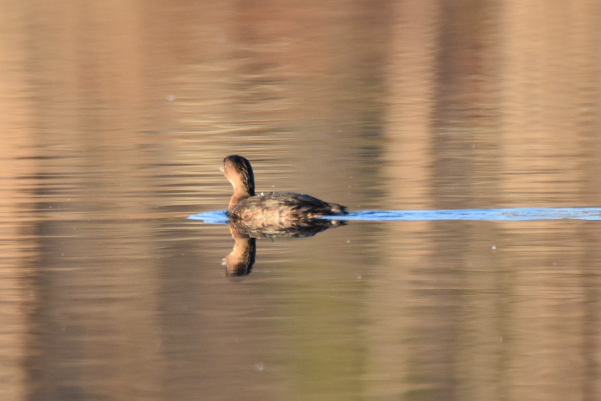 Grèbe à bec bigarré - ML648425080
