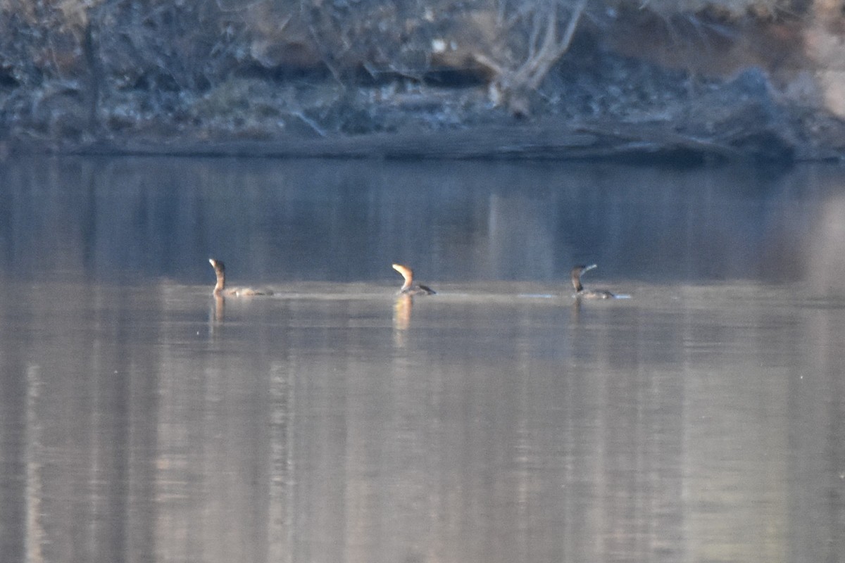 Cormoran à aigrettes - ML648425101