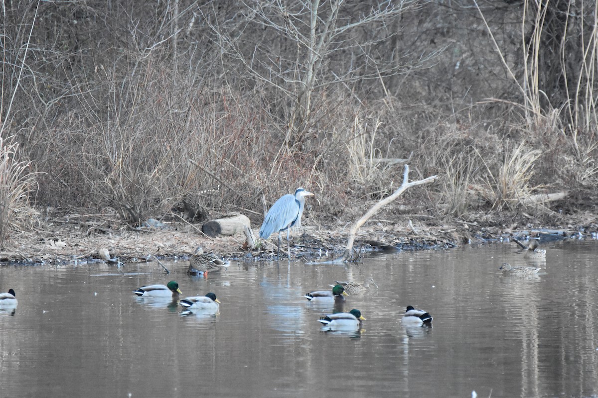 Grand Héron - ML648425123