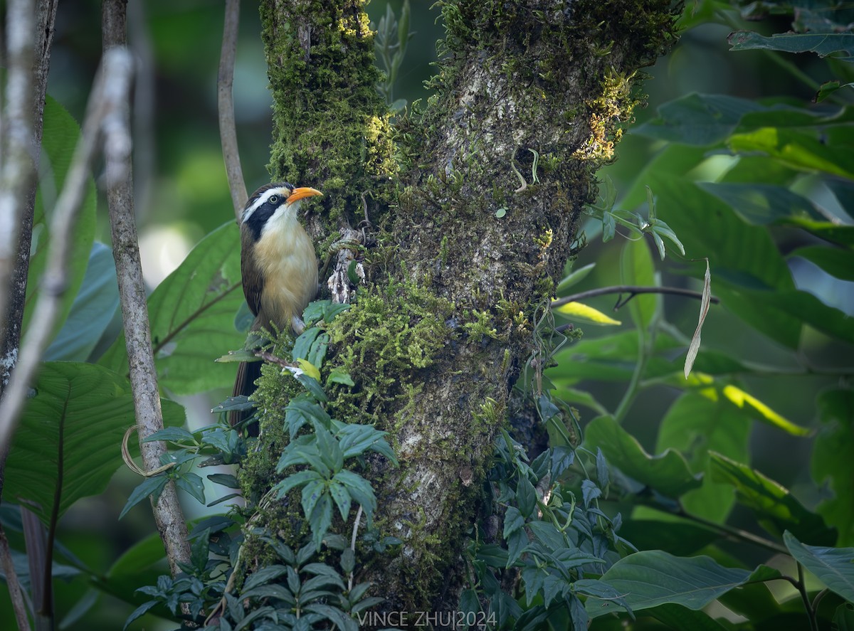 Brown-crowned Scimitar-Babbler - ML648425165