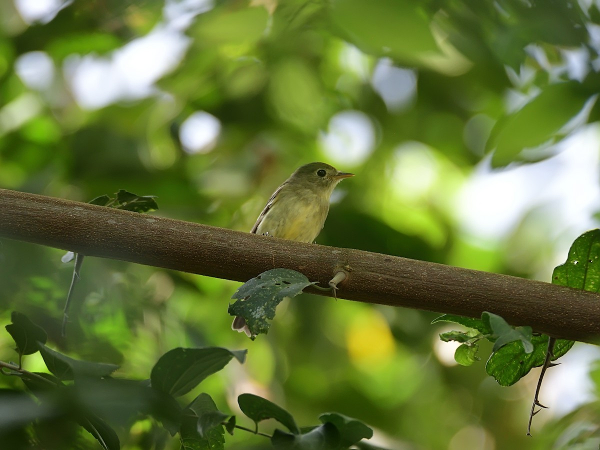 Sarı Karınlı Boreal Sinekkapan - ML648425432