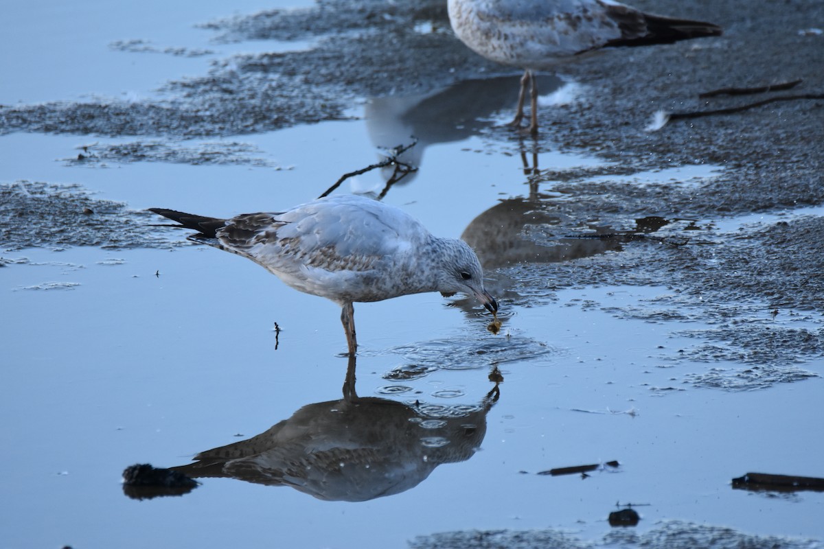 Goéland à bec cerclé - ML648425797
