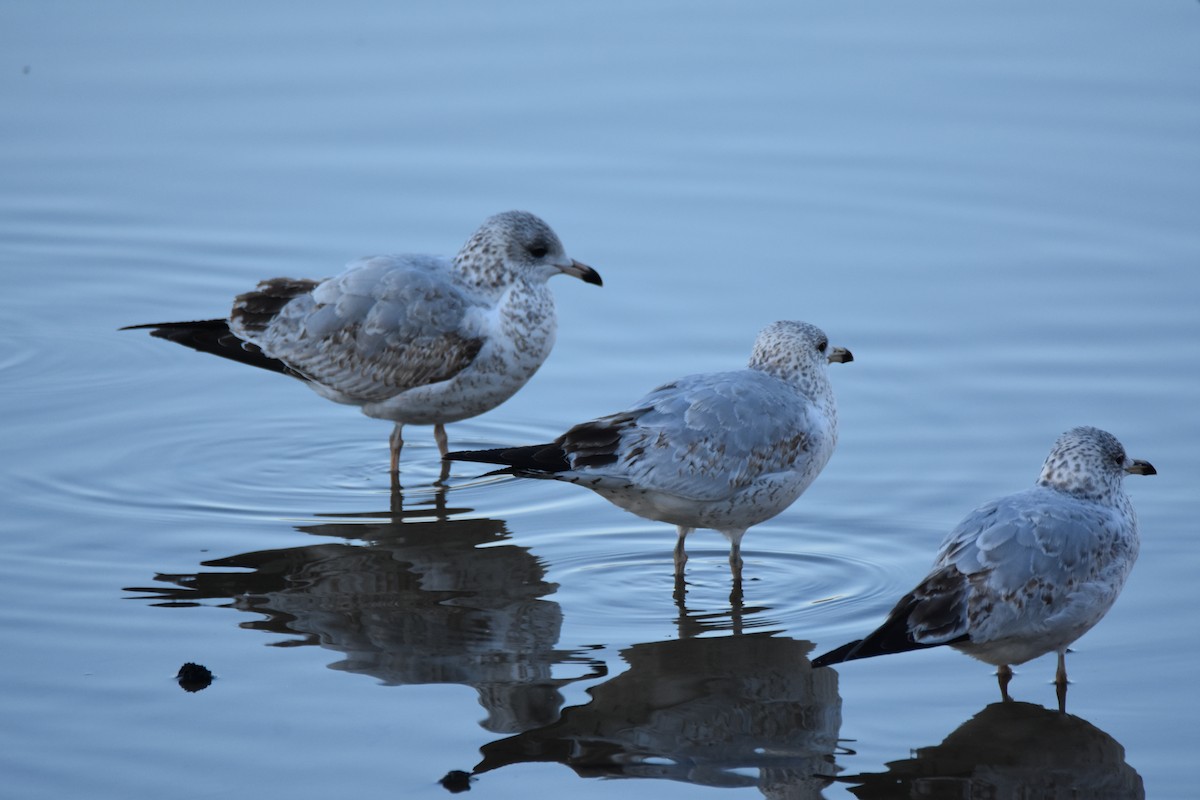 Goéland à bec cerclé - ML648425798