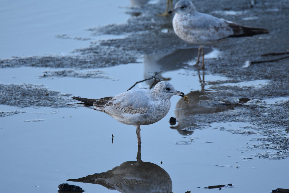 Goéland à bec cerclé - ML648425802