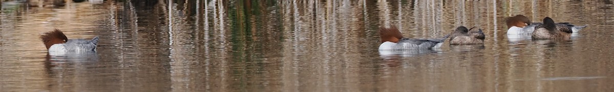 Common Merganser - ML648426059