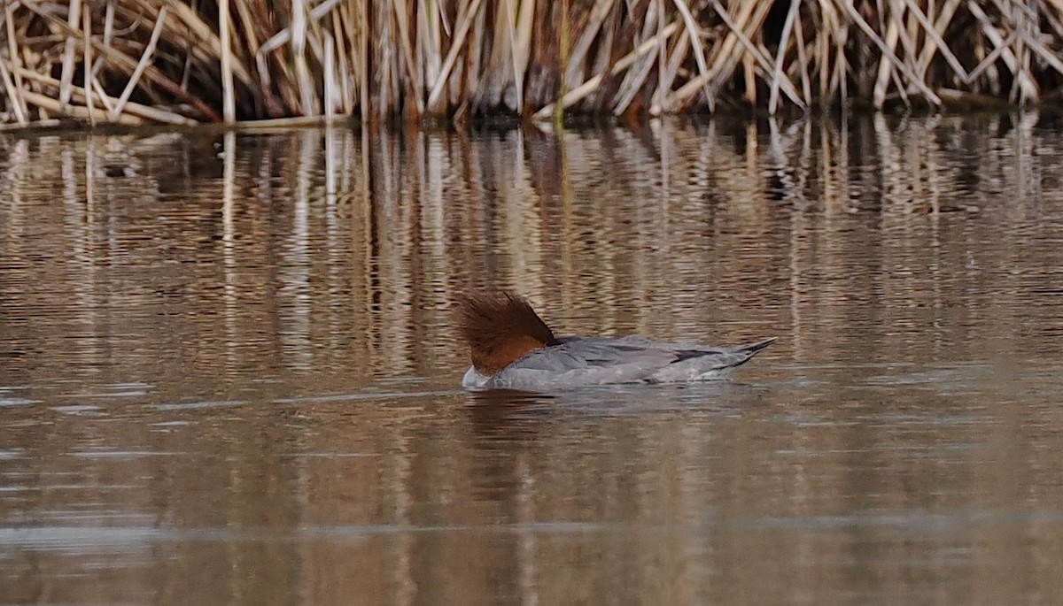 Common Merganser - ML648426060