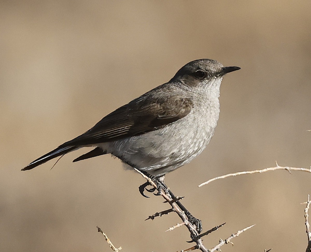 Karoo Chat - ML648426093