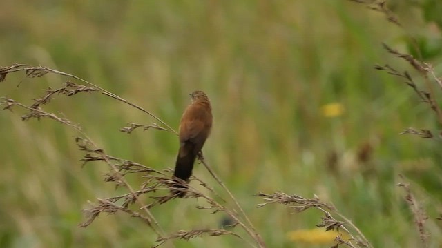 Fan-tailed Grassbird - ML648426395