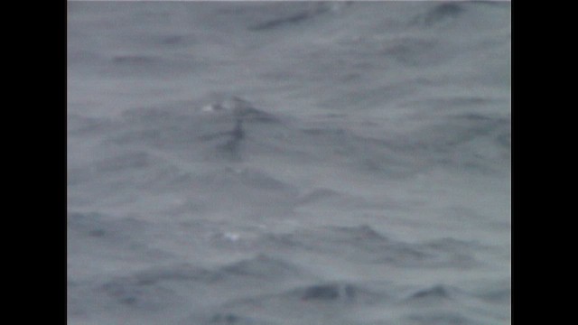 Kalın Gagalı Priyon - ML648428147