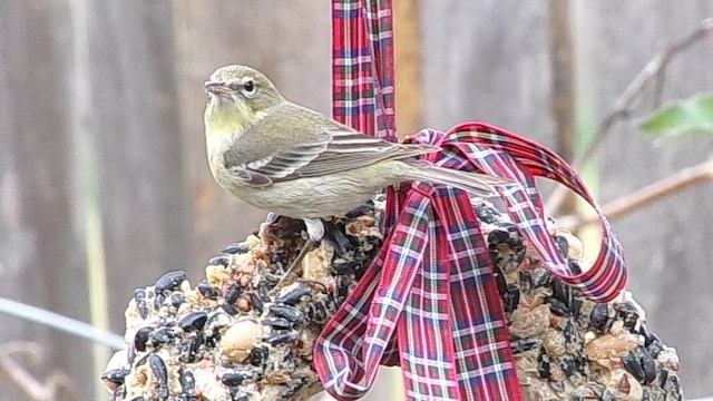 סבכון אורנים - ML648428247