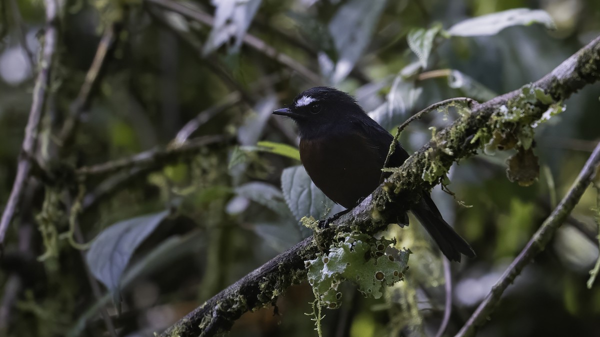 Chestnut-bellied Chat-Tyrant - ML648428374