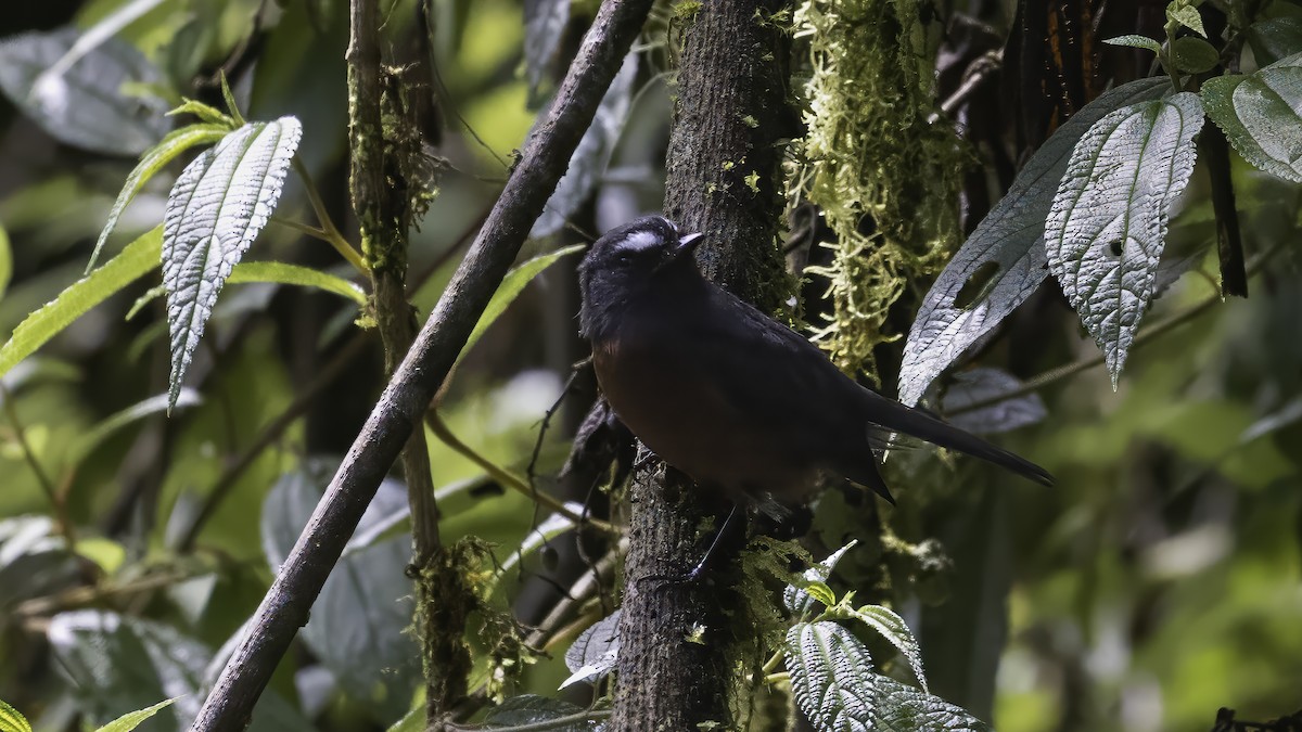 Chestnut-bellied Chat-Tyrant - ML648428375