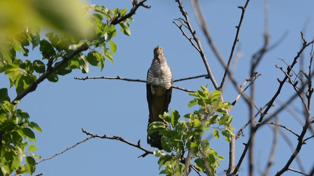 Madagascar Cuckoo - ML648428530