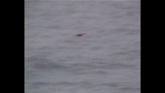 Kerguelen Petrel - ML648428546