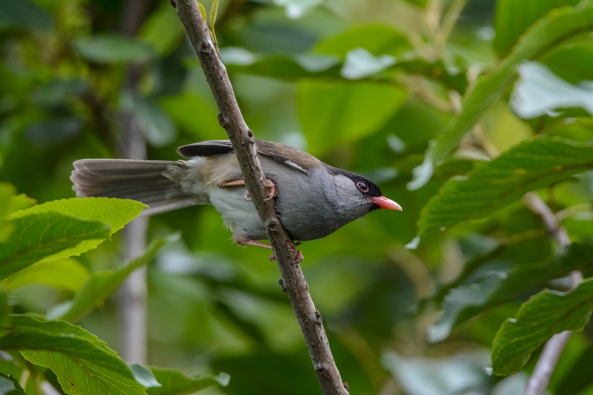 Bush Blackcap - ML648428901