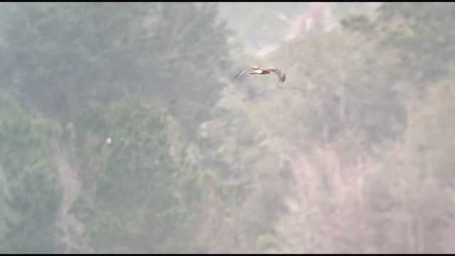 Northern Harrier - ML648429731