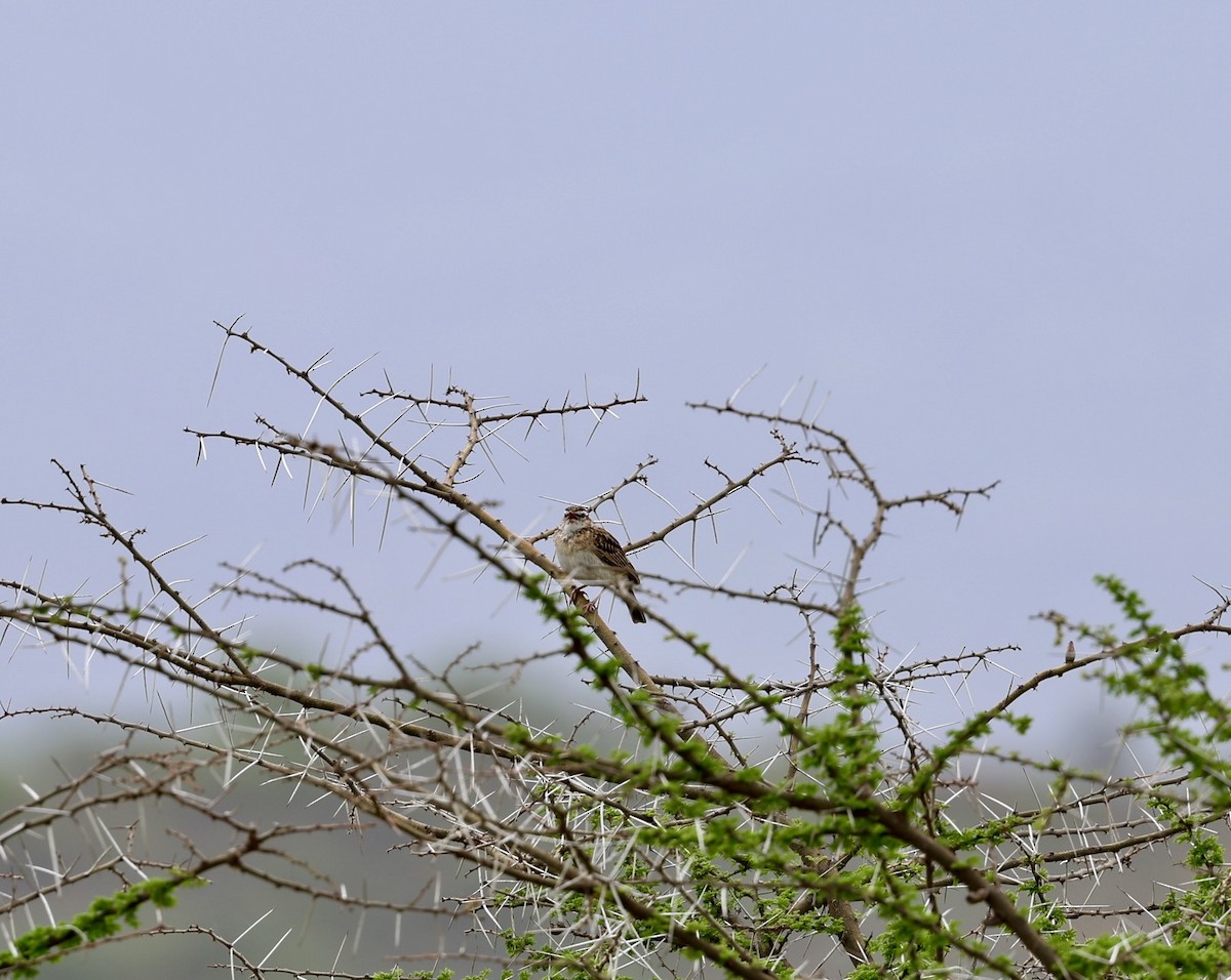 Savannenlerche (Fuchslerche) - ML648429819