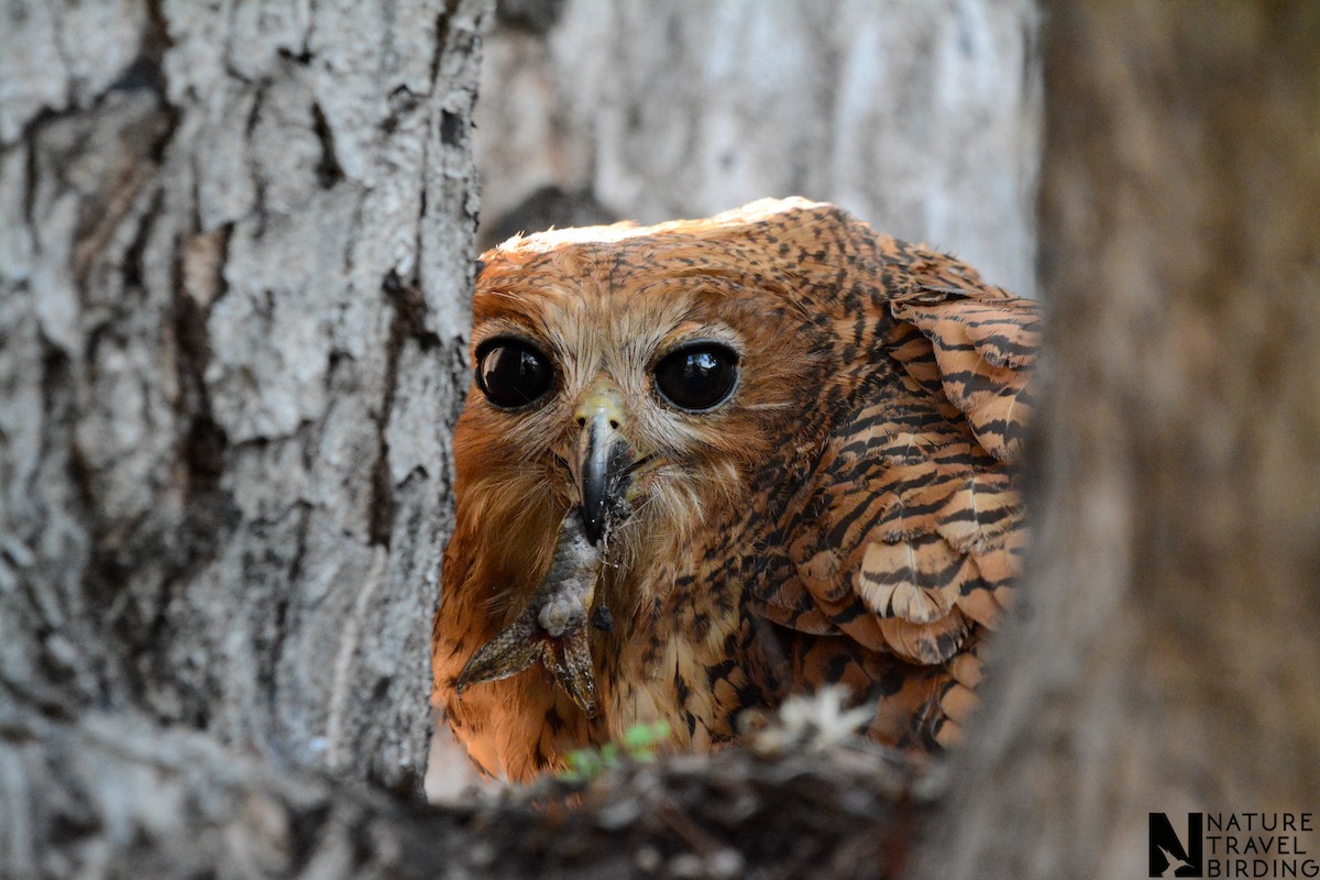 Pel's Fishing-Owl - ML648429945