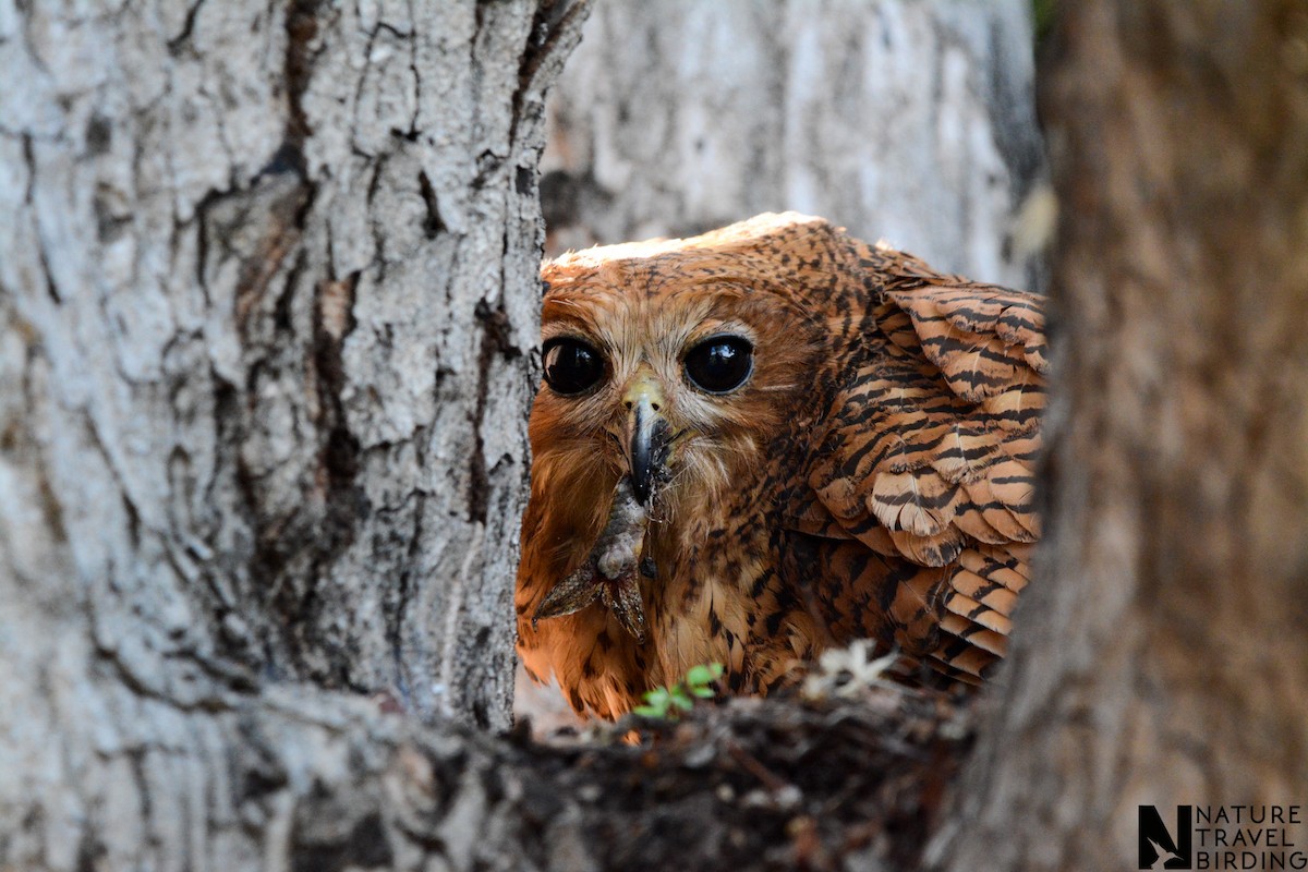 Pel's Fishing-Owl - ML648429946