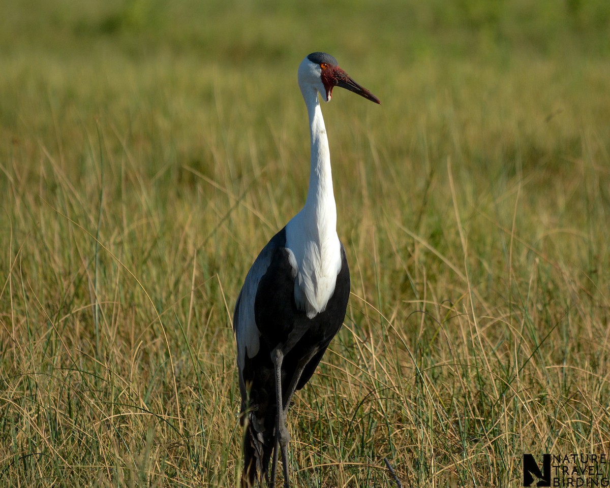 Grue caronculée - ML648430229