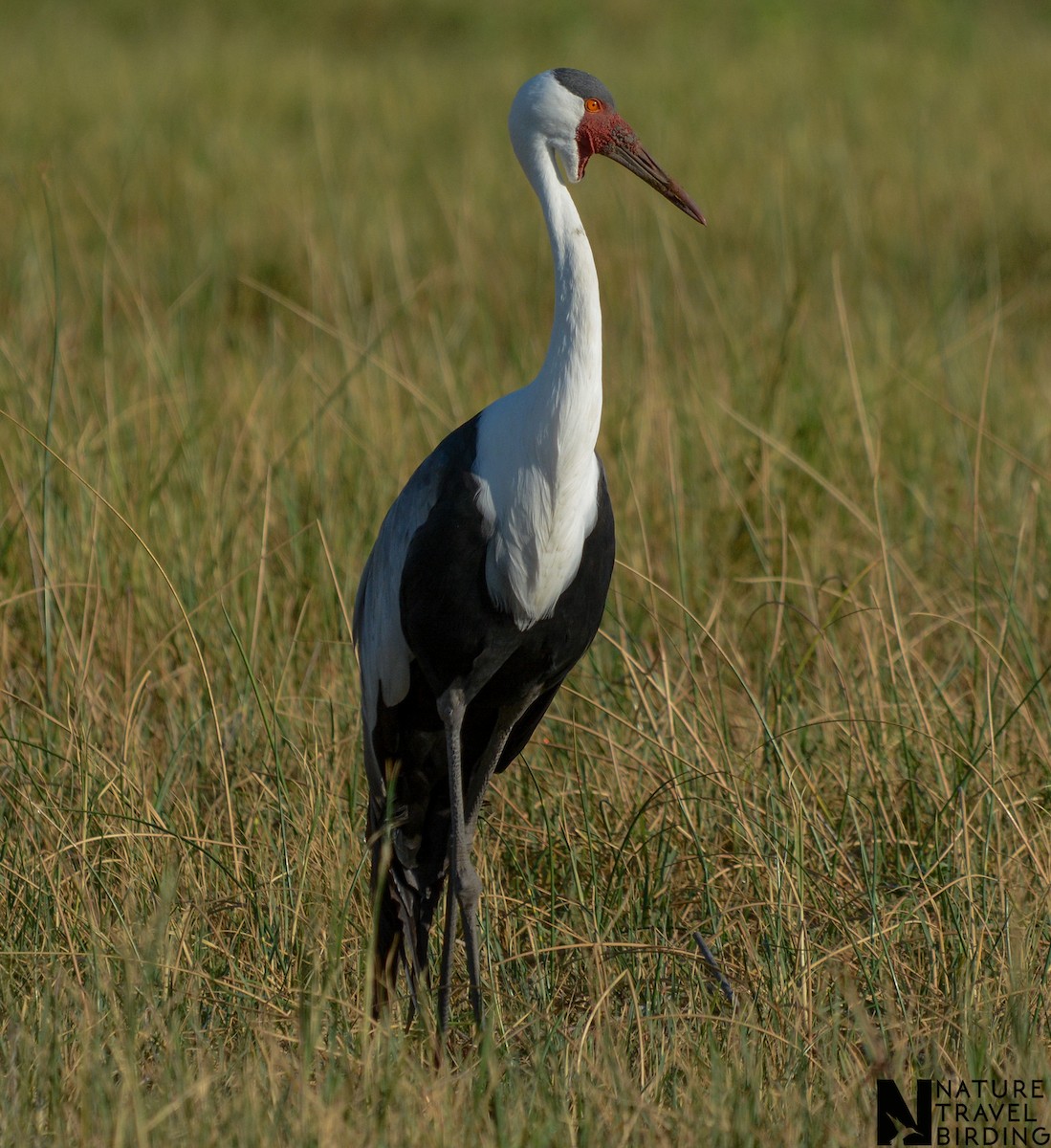 Grue caronculée - ML648430231