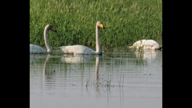 labuť zpěvná - ML648431174