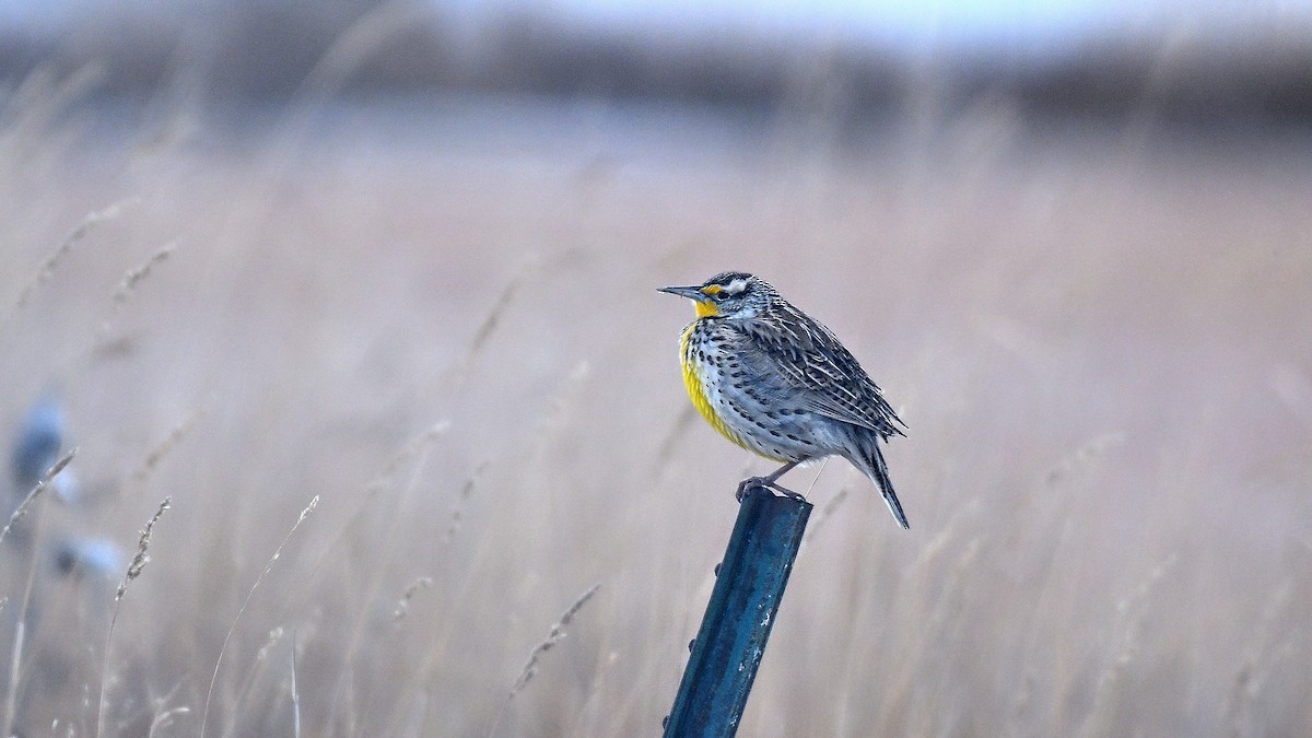 Western Meadowlark - ML648431233