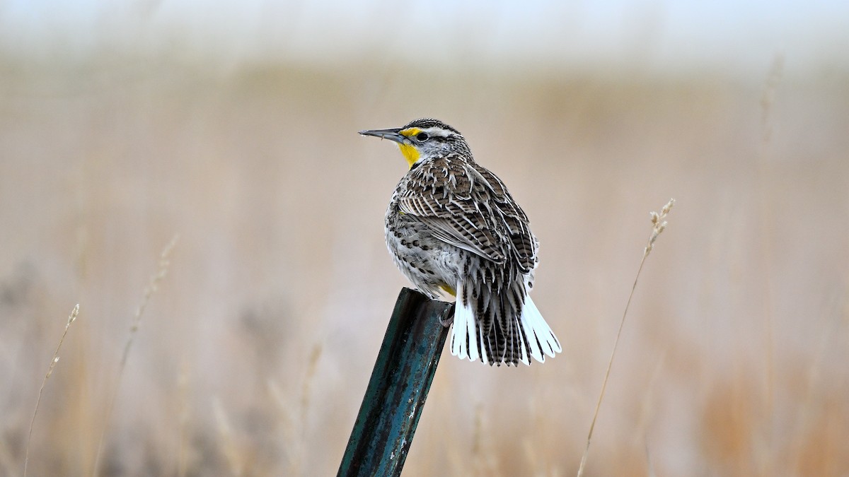 Western Meadowlark - ML648431264