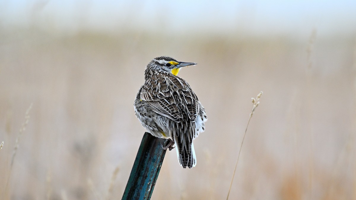 Western Meadowlark - ML648431271