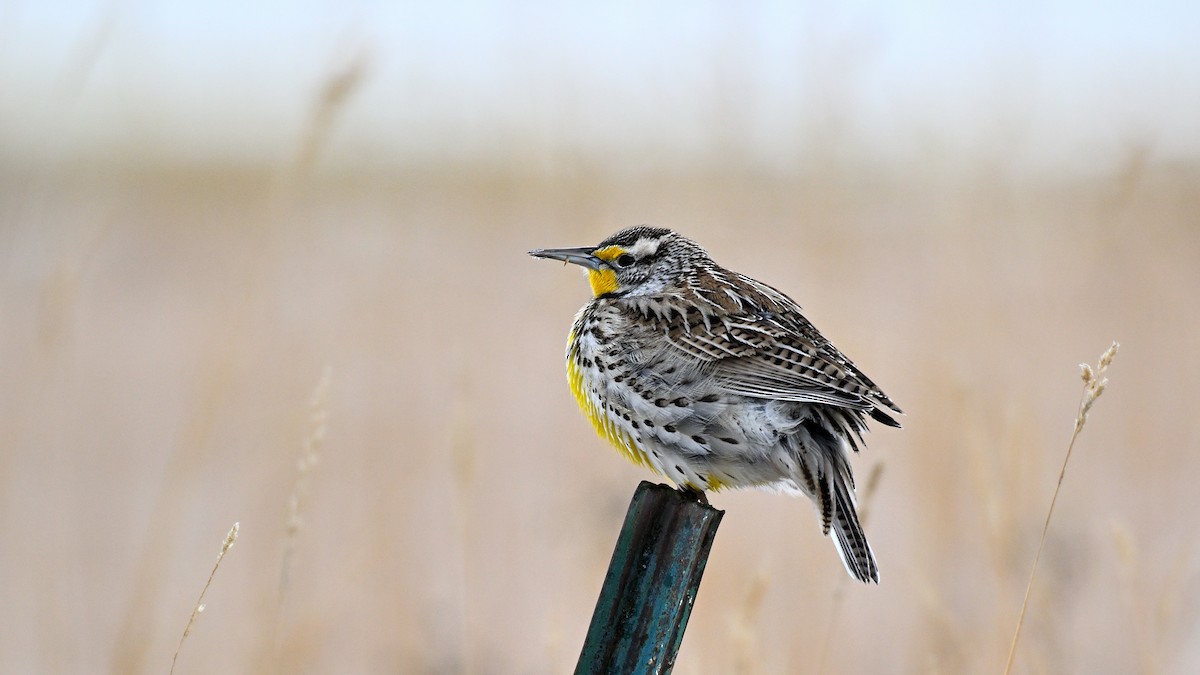 Western Meadowlark - ML648431307