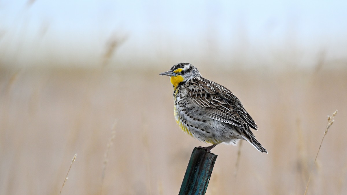 Western Meadowlark - ML648431344