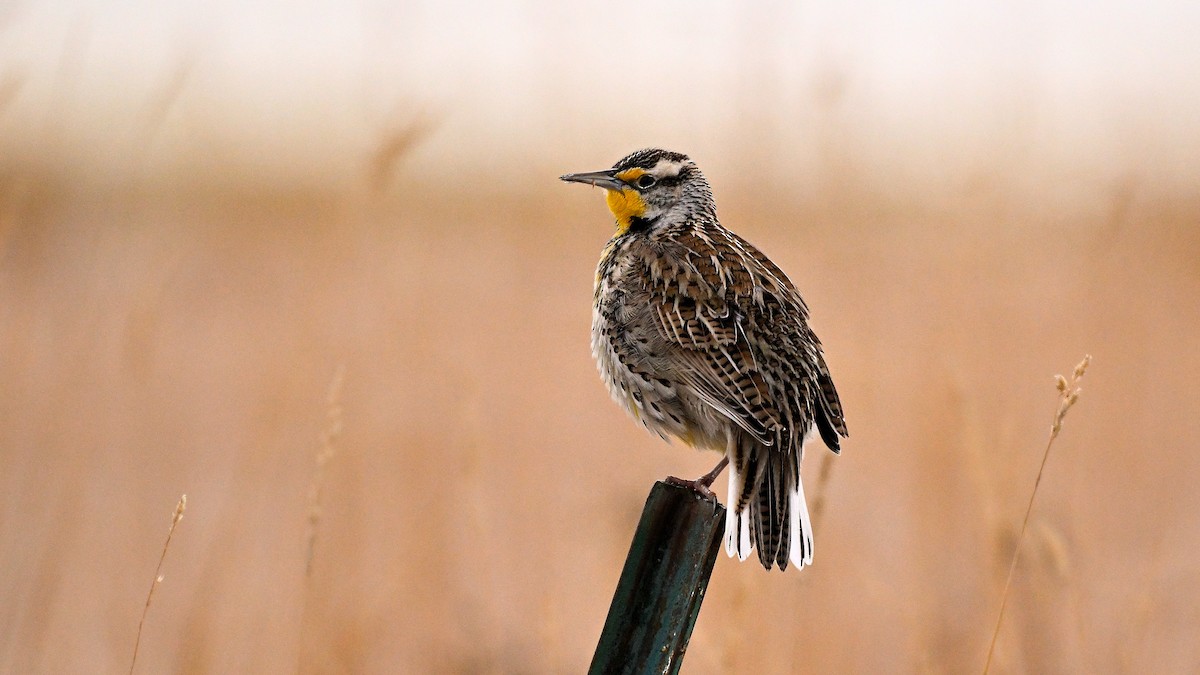 Western Meadowlark - ML648431349